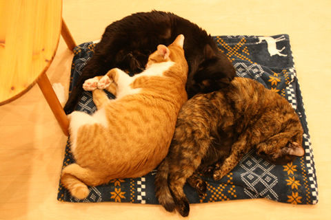 猫式ブログ~里親募集型猫カフェ