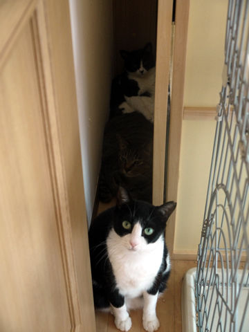 猫式ブログ~里親募集型猫カフェ