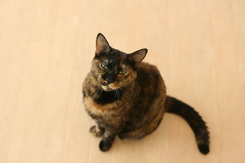 猫式ブログ～里親募集型猫カフェ