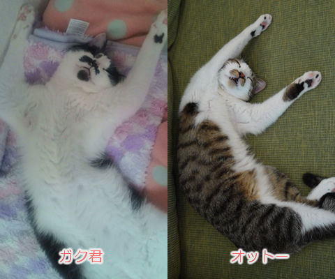 猫式ブログ~里親募集型猫カフェ