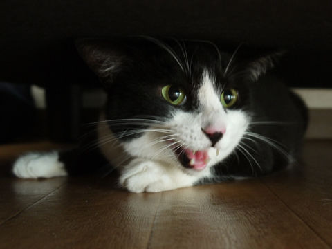 猫式ブログ~里親募集型猫カフェ