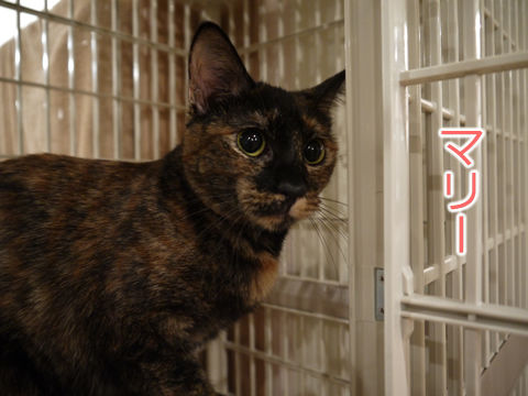 猫式ブログ~里親募集型猫カフェ