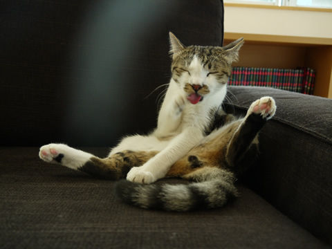 猫式ブログ~里親募集型猫カフェ