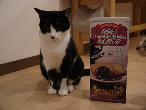 猫式ブログ~里親募集型猫カフェ