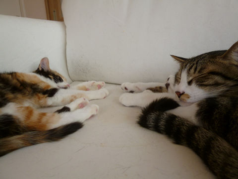 猫式ブログ