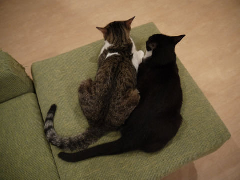 猫式ブログ～里親募集型猫カフェ