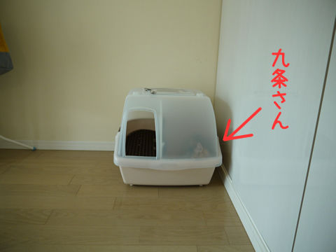 猫式ブログ~里親募集型猫カフェ