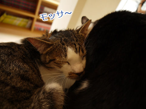 猫式ブログ~里親募集型猫カフェ