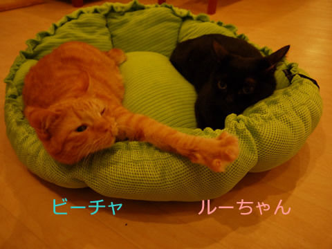 猫式ブログ～里親募集型猫カフェ