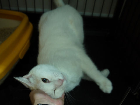 猫式ブログ~里親募集型猫カフェ