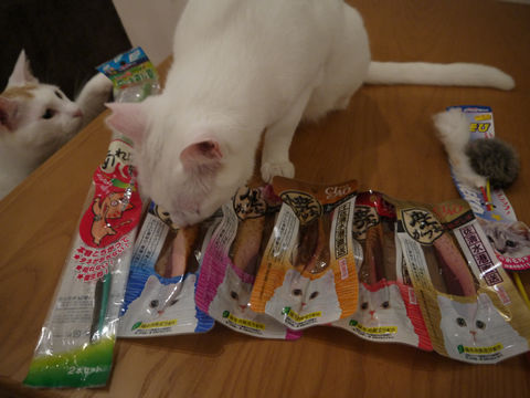 猫式ブログ~里親募集型猫カフェ