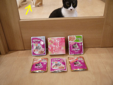 猫式ブログ～里親募集型猫カフェ