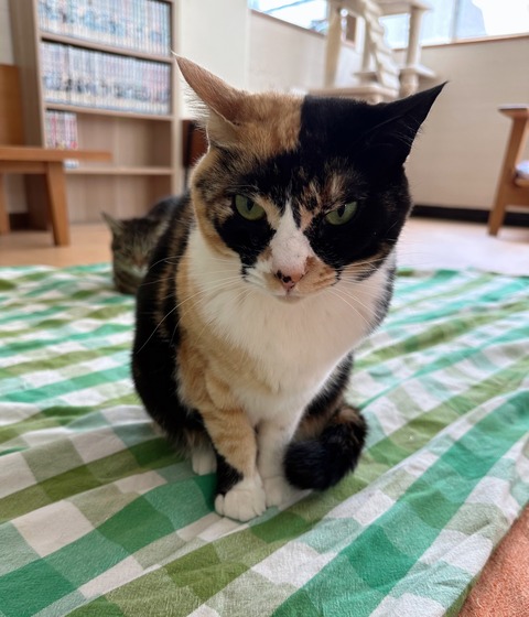 8A9C7A4A-1E55-4429-A084-04E77F5C76ED