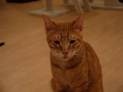 猫式ブログ~里親募集型猫カフェ