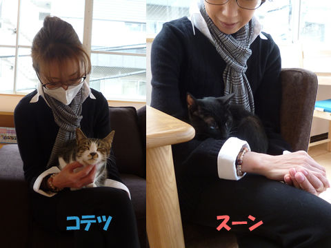 猫式ブログ
