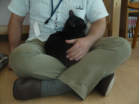 猫式ブログ~里親募集型猫カフェ