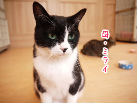 猫式ブログ~里親募集型猫カフェ