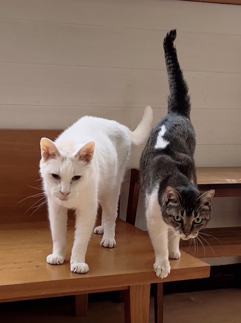 D18687F0-D1CC-4C47-A86D-972AC7C0FA54