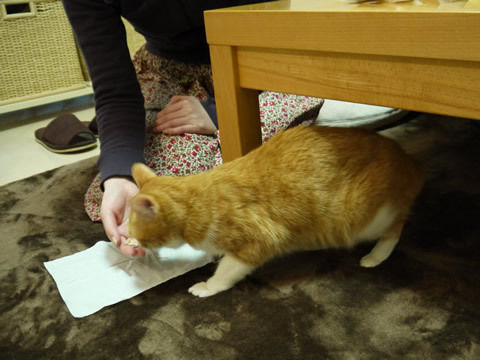 猫式ブログ~里親募集型猫カフェ