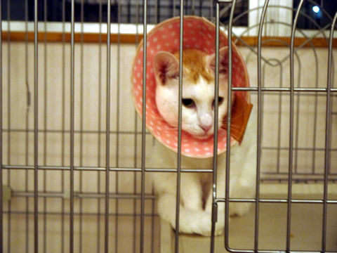 猫式ブログ~里親募集型猫カフェ