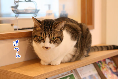 猫式ブログ～里親募集型猫カフェ