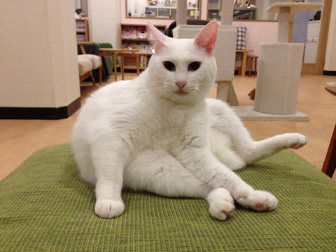 猫式ブログ~里親募集型猫カフェ