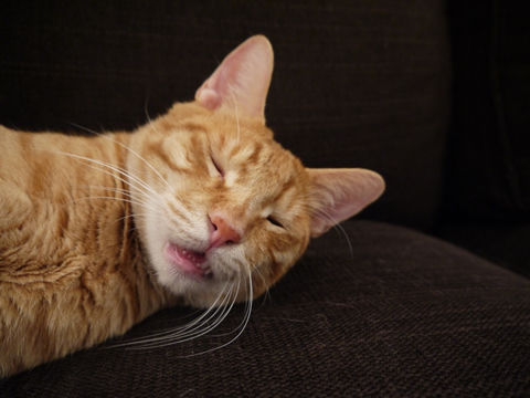 猫式ブログ~里親募集型猫カフェ