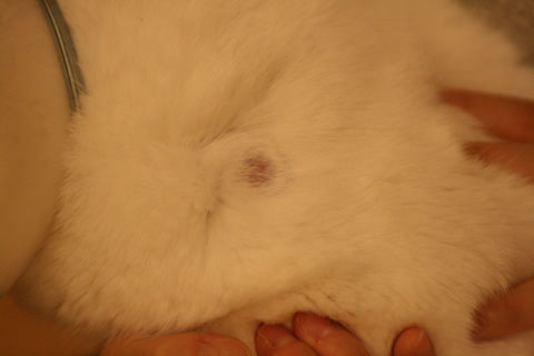 猫式ブログ～里親募集型猫カフェ