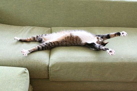 猫式ブログ~里親募集型猫カフェ