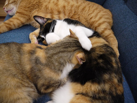 猫式ブログ~里親募集型猫カフェ