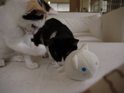 猫式ブログ~里親募集型猫カフェ