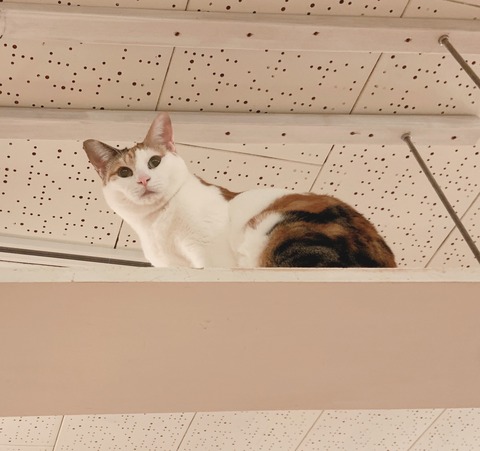 947EC204-4F73-48B5-999C-8B39350EA63D