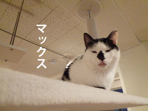 猫式ブログ