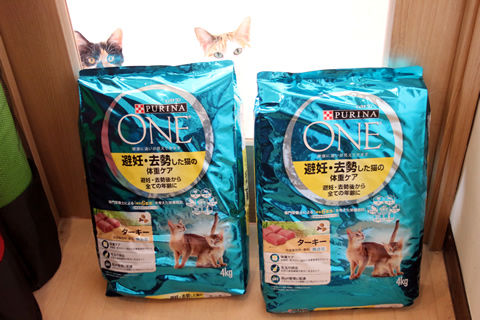 20190117_ぼっちゃんの相方さん2