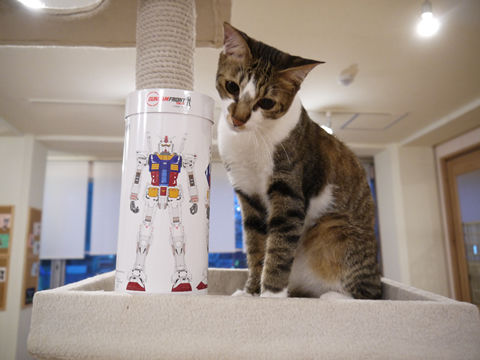 猫式ブログ~里親募集型猫カフェ