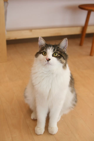猫式ブログ~里親募集型猫カフェ