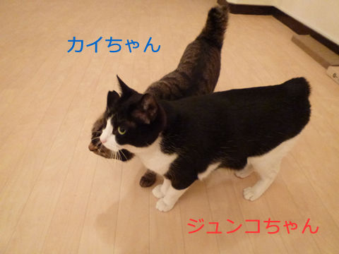 猫式ブログ～里親募集型猫カフェ