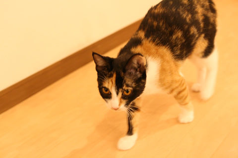 猫式ブログ～里親募集型猫カフェ