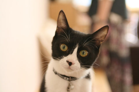 猫式ブログ～里親募集型猫カフェ