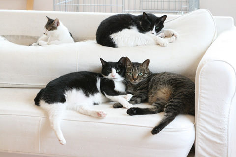 猫式ブログ~里親募集型猫カフェ