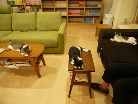 猫式ブログ~里親募集型猫カフェ