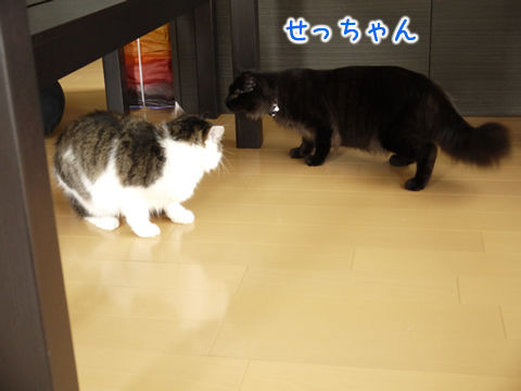 猫式ブログ～里親募集型猫カフェ