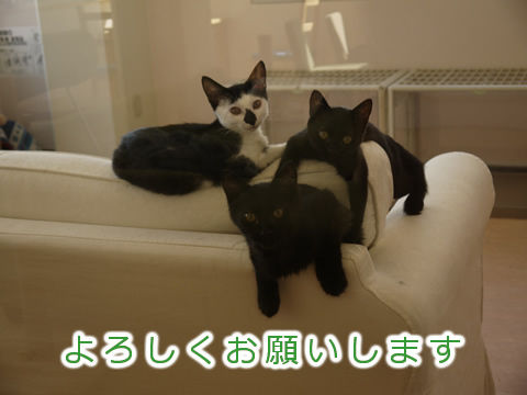 猫式ブログ~里親募集型猫カフェ