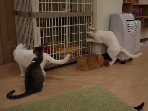 猫式ブログ~里親募集型猫カフェ