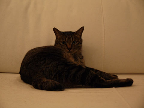 猫式ブログ~里親募集型猫カフェ