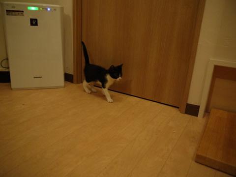 猫式ブログ～里親募集型猫カフェ