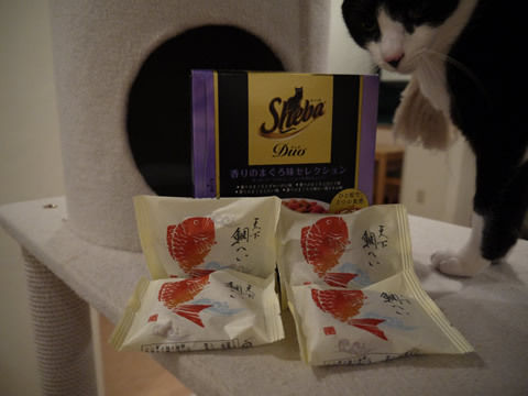 猫式ブログ~里親募集型猫カフェ