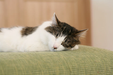 猫式ブログ~里親募集型猫カフェ