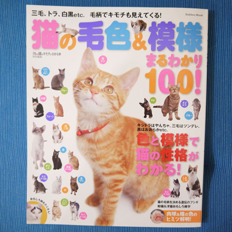 猫式ブログ~里親募集型猫カフェ