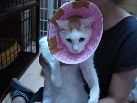 猫式ブログ~里親募集型猫カフェ